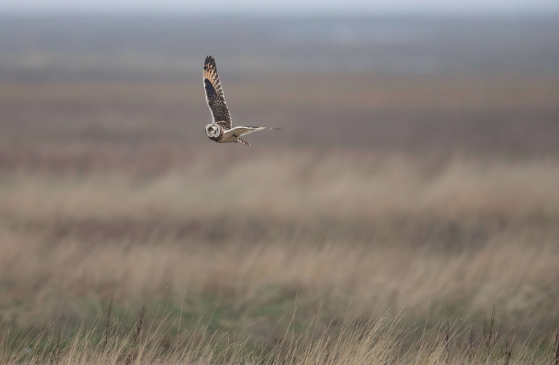 Short Eared Owl