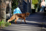 Urban fox walking down a Bristol street