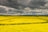 Rapeseed Fields outside Durrow in County Laois