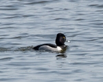 Ring-necked Duck portfolio