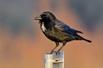 Carrion Crow perched on a sign at Farmoor Reservoir