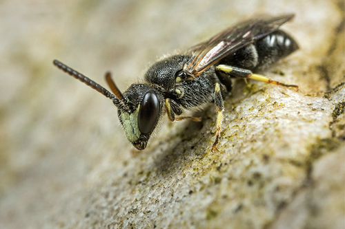 [i]Hylaeus hyalinatus[/i] male warming-up on a rock. Staffordshire garden, May 2015. Note shape of yellow/white facia…