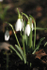 1  Snowdrops 2
