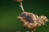Harvest Mouse