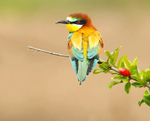 European Bee Eater