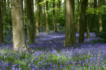 Bluebell wood  _S061