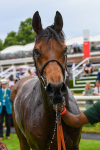 170623-Race 3-Quickthorn-0500