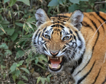 Tiger cub snarling, Bandhavgarh Reserve, Madhyra Pradesh, India