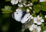 Orange Tip, Female