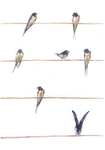 Swallows