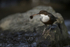 Dippers, North Wales