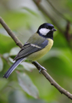 Great Tit