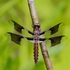 Common Whitetail(Plathemis lydia) - Juvenile Male
