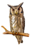  0226  white faced scops owl Ptilopsis leucotis-01