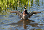 Mallard