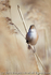 Bearded Tit (Panurus biarmicus) female