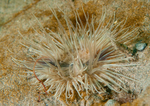 Sagartiogeton undatus