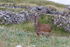 Stag in Velvet