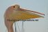 Cyprus Pelican chatter