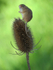 Harvest Mouse