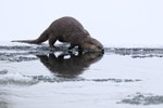 River Otter takes the plunge, Yellowstone National Park, Wyoming