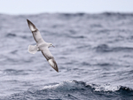 Southern Fulmar banking in flight, South Africa