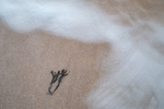 Forlorn 10