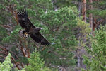 White-tailed Sea-Eagle (juvenile) in flight, Norway
