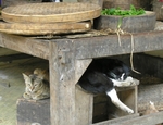 Ketut's cats