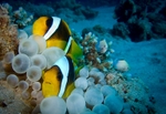 Red Sea Clownfish