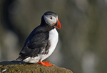 Puffin