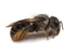 Osmia leaiana (f)