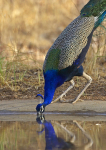 Indian Peafowl