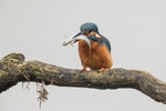 Kingfisher Alcedo Atthis086