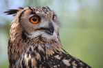 Eurasian Eagle Owl AGT _067