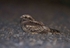 Nightjar