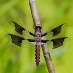 Common Whitetail(Plathemis lydia) - Juvenile Male