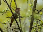 April 2022 - Nightingale