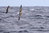 Shy Albatross (immature) chased by Kelp Gull, at sea, South Africa