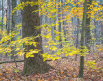 BEECH SWEEP - BACKUS WOODS