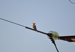 Hoopoe