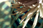 Flowers Set 06 - 02