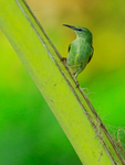 Red-legged Honeycreeper, Osa Peninsula, Costa Rica