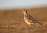 Dotterel - Charadrius morinellus