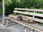 Galapagos Sea Lion sleeping on bench, Puerto Ayora, Santa Cruz