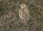 Woodlark 2