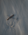 Forlorn 8