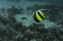 Banner fish