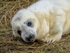 Atlantic Grey Seal