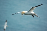 Gannet